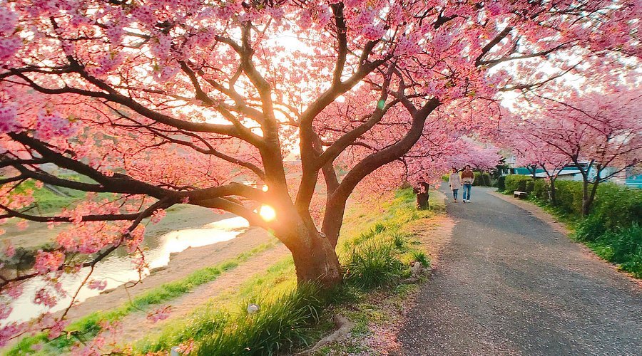 🌸 남쪽의 벚꽃과 유채꽃 축제 (미나미노사쿠라와 나노하나 마츠리) 이미지 1